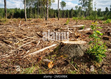 A fresh clear-cut area with a stump in the foreground in Northern Latvia, Europe Stock Photo