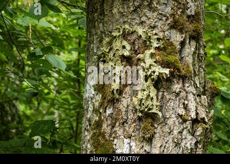 Lung lichen, Lobaria pulmonaria growing on a large Oak tree trunk in Latvian forest Stock Photo
