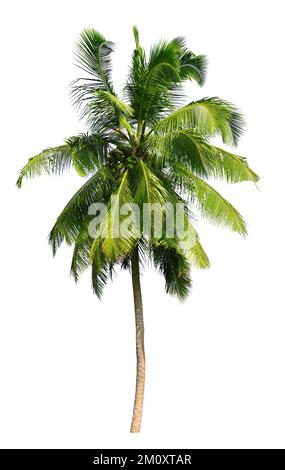 Coconut palm tree isolated on a white background. Stock Photo