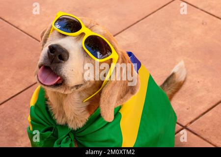 Dog With Brazil Flag at Garden. Cute Beagle With Yellow Glasses and Flag Cheering for Brazil to be the Champion. Stock Photo