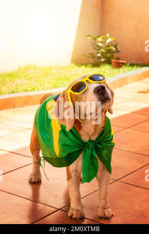 Dog With Brazil Flag at Garden. Cute Beagle With Yellow Glasses and Flag Cheering for Brazil to be the Champion. Stock Photo