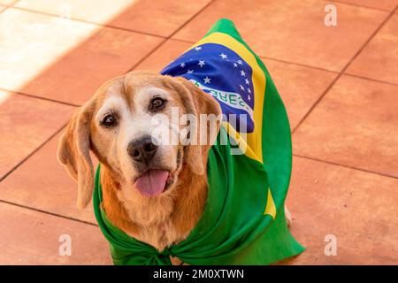 Dog With Brazil Flag at Garden. Cute Beagle With Yellow Glasses and Flag Cheering for Brazil to be the Champion. Stock Photo