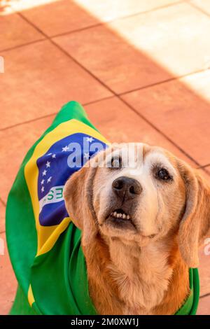 Dog With Brazil Flag at Garden. Cute Beagle With Yellow Glasses and Flag Cheering for Brazil to be the Champion. Stock Photo