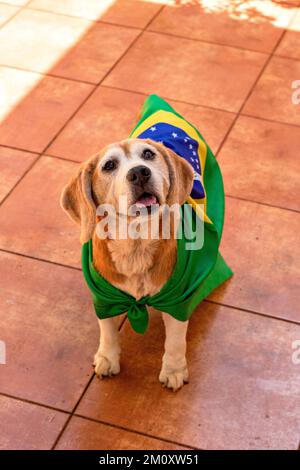 Dog With Brazil Flag at Garden. Cute Beagle With Yellow Glasses and Flag Cheering for Brazil to be the Champion. Stock Photo