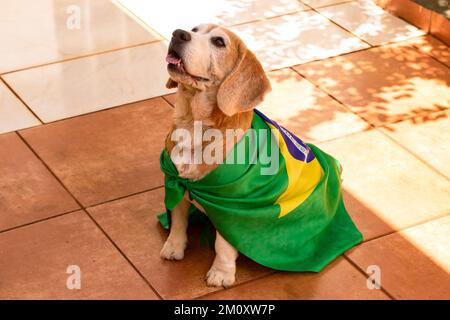 Dog With Brazil Flag at Garden. Cute Beagle With Yellow Glasses and Flag Cheering for Brazil to be the Champion. Stock Photo