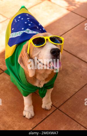 Dog With Brazil Flag at Garden. Cute Beagle With Yellow Glasses and Flag Cheering for Brazil to be the Champion. Stock Photo