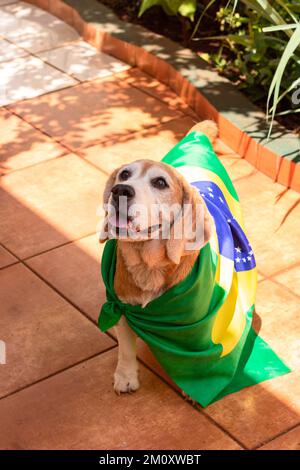 Dog With Brazil Flag at Garden. Cute Beagle With Yellow Glasses and Flag Cheering for Brazil to be the Champion. Stock Photo