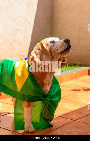 Dog With Brazil Flag at Garden. Cute Beagle With Yellow Glasses and Flag Cheering for Brazil to be the Champion. Stock Photo