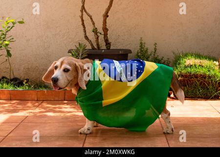 Dog With Brazil Flag at Garden. Cute Beagle With Yellow Glasses and Flag Cheering for Brazil to be the Champion. Stock Photo