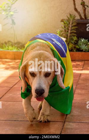 Dog With Brazil Flag at Garden. Cute Beagle With Yellow Glasses and Flag Cheering for Brazil to be the Champion. Stock Photo