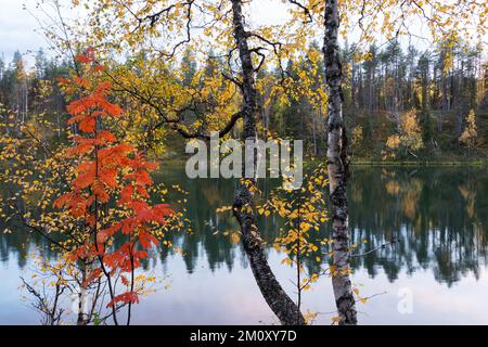 Colorful trees by a lake on an evening during a fall foliage in Oulanka National Park, Northern Finland Stock Photo