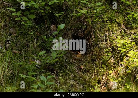 A small Robin chick waiting for food in a nest during a summer evening in Estonian forest Stock Photo