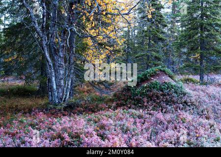 A crispy cold autumn morning in a forest with anthill in Salla National Park, Northern Finland Stock Photo