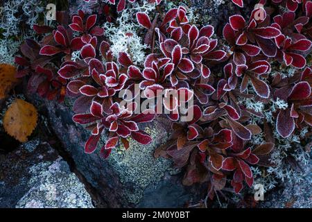 Frosty vibrant red Alpine bearberry, Arctous alpina growing on a rock during autumn foliage in Salla National Park, Northern Finland Stock Photo