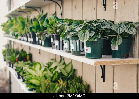 Shelf of Houseplants for sale Stock Photo