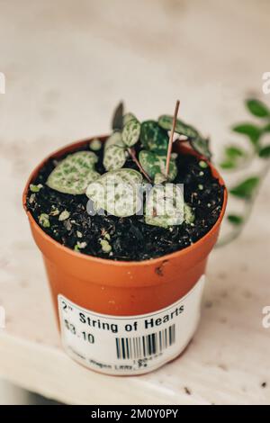 Ceropegia (String of Hearts) Succulent house plant in small pot Stock Photo