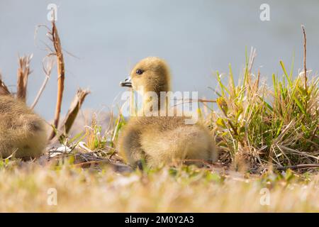 Greylag goose fluffy chick. Sitting on a grass spring season. Stock Photo