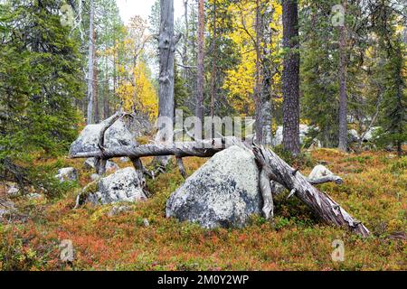 Old Forest Rocks An old-growth autumnal forest with large rocks in Salla National Park ...