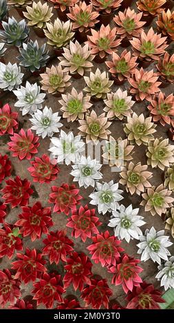 Group succulent echeveria plants decorated in nurseries Stock Photo