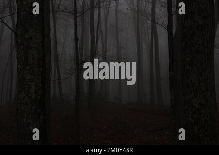 Photograph of trees in fog during dusk. Stock Photo