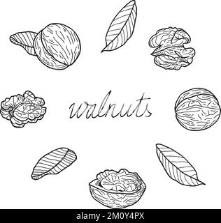 Set of walnuts on a white background. Hand-drawn vector illustration. Stock Vector
