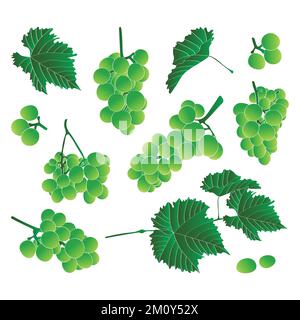 Set of gron green grapes and leaves. Vector illustration in flat style. Stock Vector
