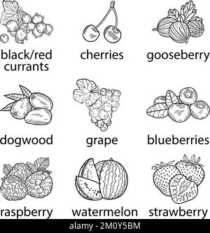 Collection of berries on a white background. Vector hand-drawn illustration. Stock Vector