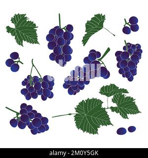 Set of grapes and leaves. Vector illustration. Stock Vector