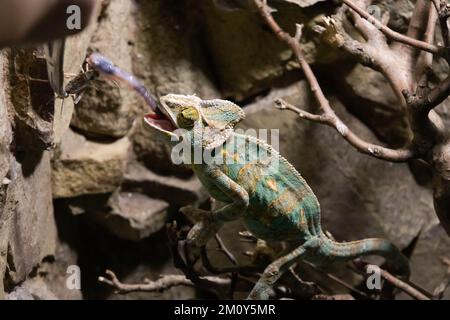 Chameleon is fed with tweezers in the terrarium Stock Photo