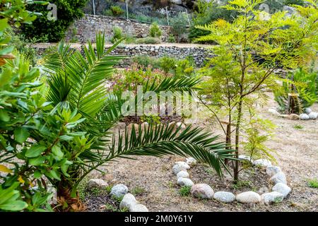 The garden in the visitor center, in the isle of Montecristo, part of the Tuscan Archipelago. It's a state nature reserve in Mediterranean Sea, Italy Stock Photo