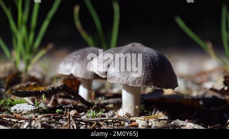 Mushrooms and autumn. Forest products growing on the road. Stock Photo