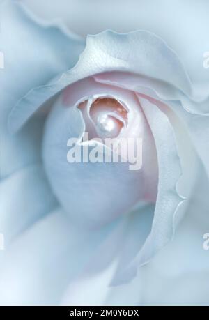 A white and pink pastel toned macro of a rose, full frame, vertical, monochrome Stock Photo
