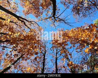 Treetops with red orange brown leaves swaying in the wind on background a clear blue sky on sunny autumn day. Bottom view. Forest woodland nature autumn seasonal backdrop. Beautiful natural background Stock Photo