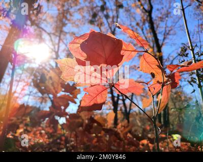 Beautiful red leaves of a young oak swaying in the wind against the blue sky in the forest on sunny autumn day. A young sprout of oak tree with red leaves grows in forest in autumn. Bottom view Stock Photo