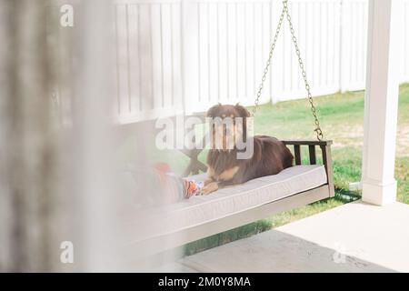 Australian Shepherd lying on porch swing in Charlotte, NC Stock Photo