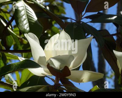 A huge white magnolia flower on a branch Stock Photo