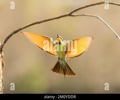 A rainbow bee-eater (Merops ornatus) is found all across Australia in open forests, woodlands and shrub lands, and in cleared areas, Stock Photo