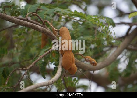 Tamarind (Also called Tamarindus indica, asam) fruit on the tree Stock Photo