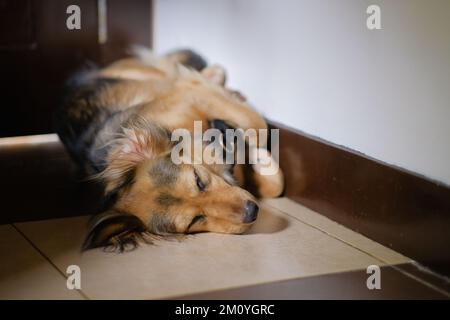Multicolor German Shepherd mix dog asleep indoors, on the floor, paws and legs curled up, in a corner. Cute medium-sized pet sleeping peacefully. Stock Photo