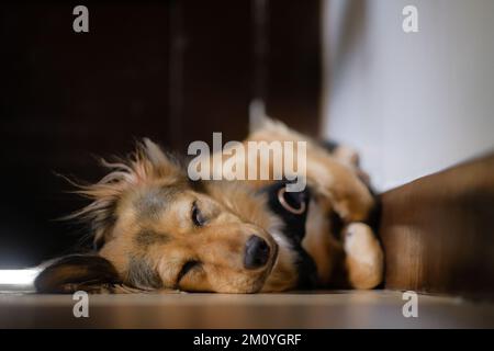Close-up of multicolor German Shepherd mix dog asleep indoors, on the floor, paws and legs curled up, in a corner. Cute pet peacefully sleeping. Stock Photo
