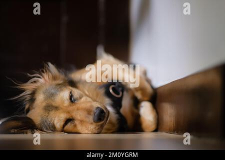 Close-up of multicolor German Shepherd mix dog asleep indoors, on the floor, paws and legs curled up, in a corner. Cute pet peacefully sleeping. Stock Photo