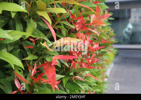 Close up photo of red bud flower, empty space to write quotes or something else Stock Photo