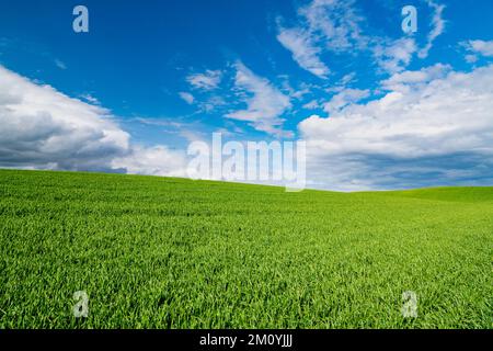Idyllic scene of green grass growing in springtime on a hill under a beautiful blue sky with white fluffy clouds Stock Photo