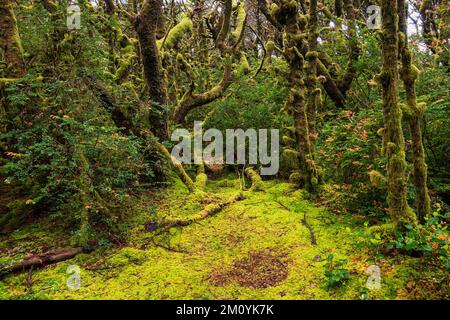Lush forest with moss-covered trees above a mossy forest floor Stock Photo