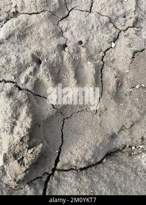 Large wild brown bear paw print in mud, Hokkaido, Japan Stock Photo