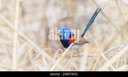 A colorful male Variegated fairy-wren at Redwood reserve, Toowoomba, Queensland, Australia Stock Photo