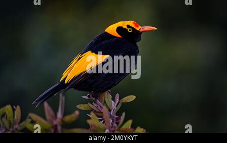 A side profile image of a yellow and black male Regent bowerbird at Lamington National Park, Queensland, Australia Stock Photo