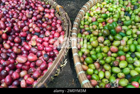 Red and green coffee beans. The difference between high-quality coffee beans and medium-quality Stock Photo