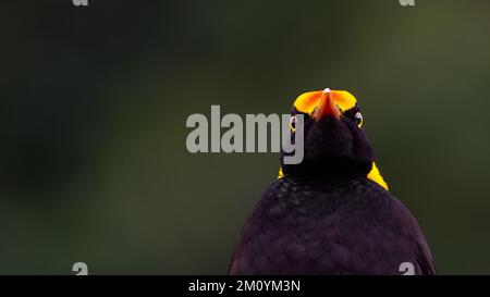 A male Regent bowerbird staring into the lens on the bottom right of the image at Lamington National Park, Queensland, Australia Stock Photo