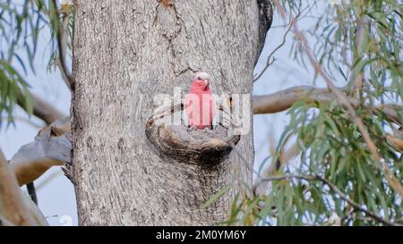 A Galah or Pink cockatoo sitting in a nesting hollow on an old, large eucalypt tree in the Pilliga National Park, New South Wales, Australia Stock Photo
